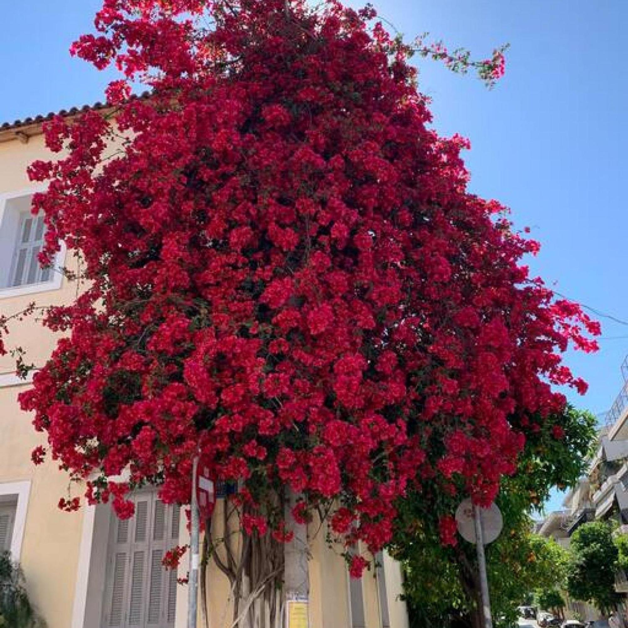 Comfortable Living In Athens 2Br Apartment מראה חיצוני תמונה